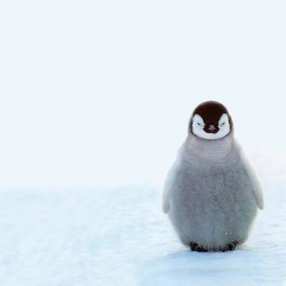 Meet your Posher, Al - Picture 1 of 1